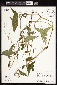 Persicaria arifolia image