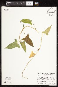 Persicaria arifolia image