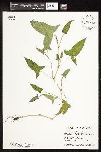 Persicaria arifolia image