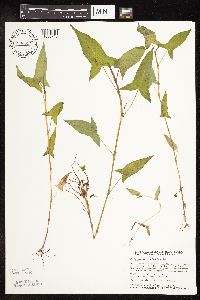 Persicaria arifolia image
