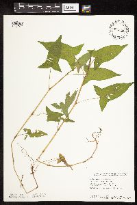 Persicaria arifolia image