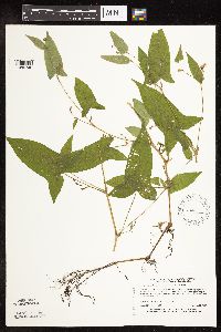 Persicaria arifolia image