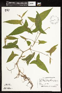 Persicaria arifolia image