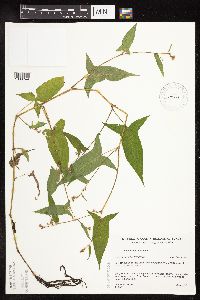 Persicaria arifolia image