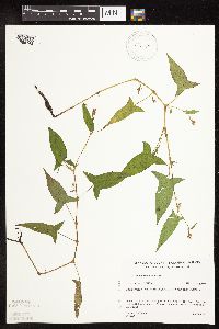 Persicaria arifolia image