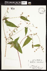 Persicaria arifolia image