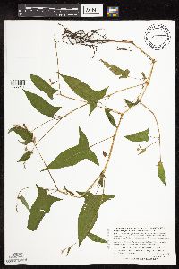Persicaria arifolia image