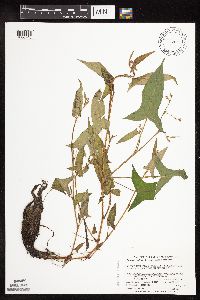 Persicaria arifolia image