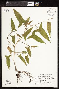 Persicaria arifolia image