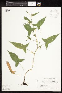 Persicaria arifolia image