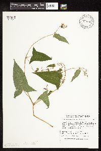 Persicaria arifolia image