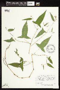 Persicaria arifolia image