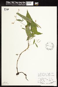Persicaria arifolia image