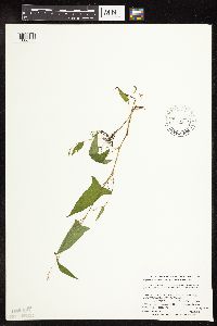 Persicaria arifolia image