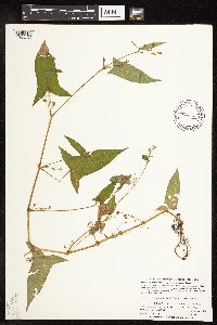 Persicaria arifolia image