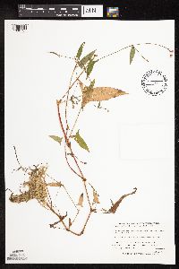 Persicaria arifolia image