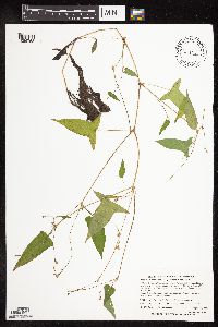 Persicaria arifolia image