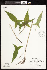 Persicaria arifolia image