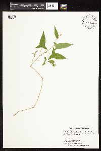 Persicaria arifolia image