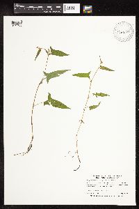 Persicaria arifolia image