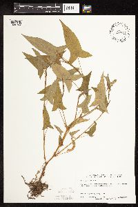 Persicaria arifolia image
