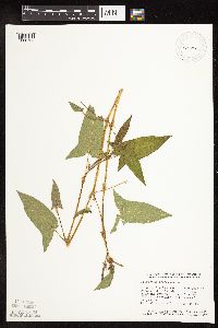 Persicaria arifolia image