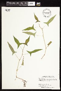 Persicaria arifolia image