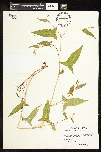 Persicaria arifolia image