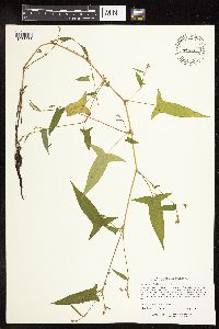 Persicaria arifolia image