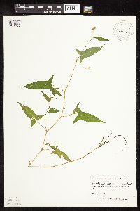 Persicaria arifolia image