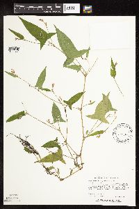 Persicaria arifolia image