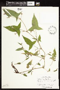 Persicaria arifolia image