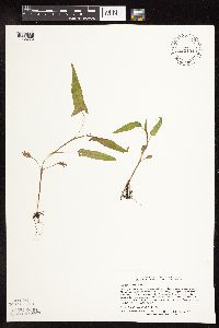 Persicaria arifolia image