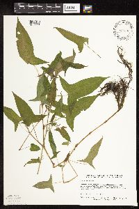 Persicaria arifolia image