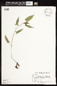 Persicaria arifolia image