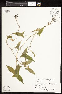 Persicaria arifolia image