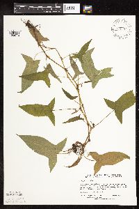 Persicaria arifolia image