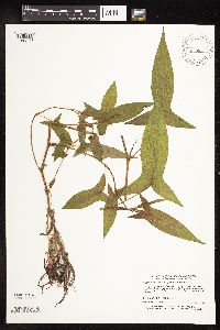 Persicaria arifolia image