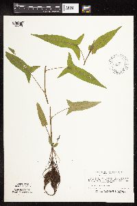Persicaria arifolia image