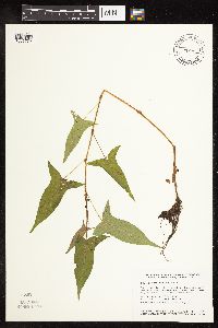 Persicaria arifolia image