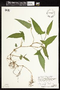 Persicaria arifolia image
