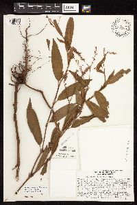 Persicaria bungeana image
