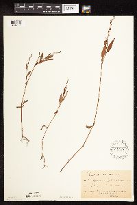 Persicaria hydropiperoides image
