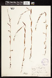 Persicaria hydropiperoides image