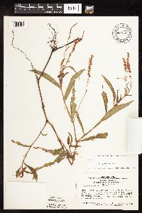 Persicaria hydropiperoides image