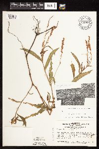 Persicaria hydropiperoides image