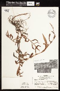 Persicaria hydropiperoides image