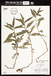 Persicaria hydropiperoides image