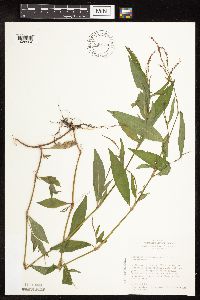 Persicaria hydropiperoides image