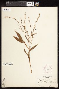 Persicaria hydropiperoides image